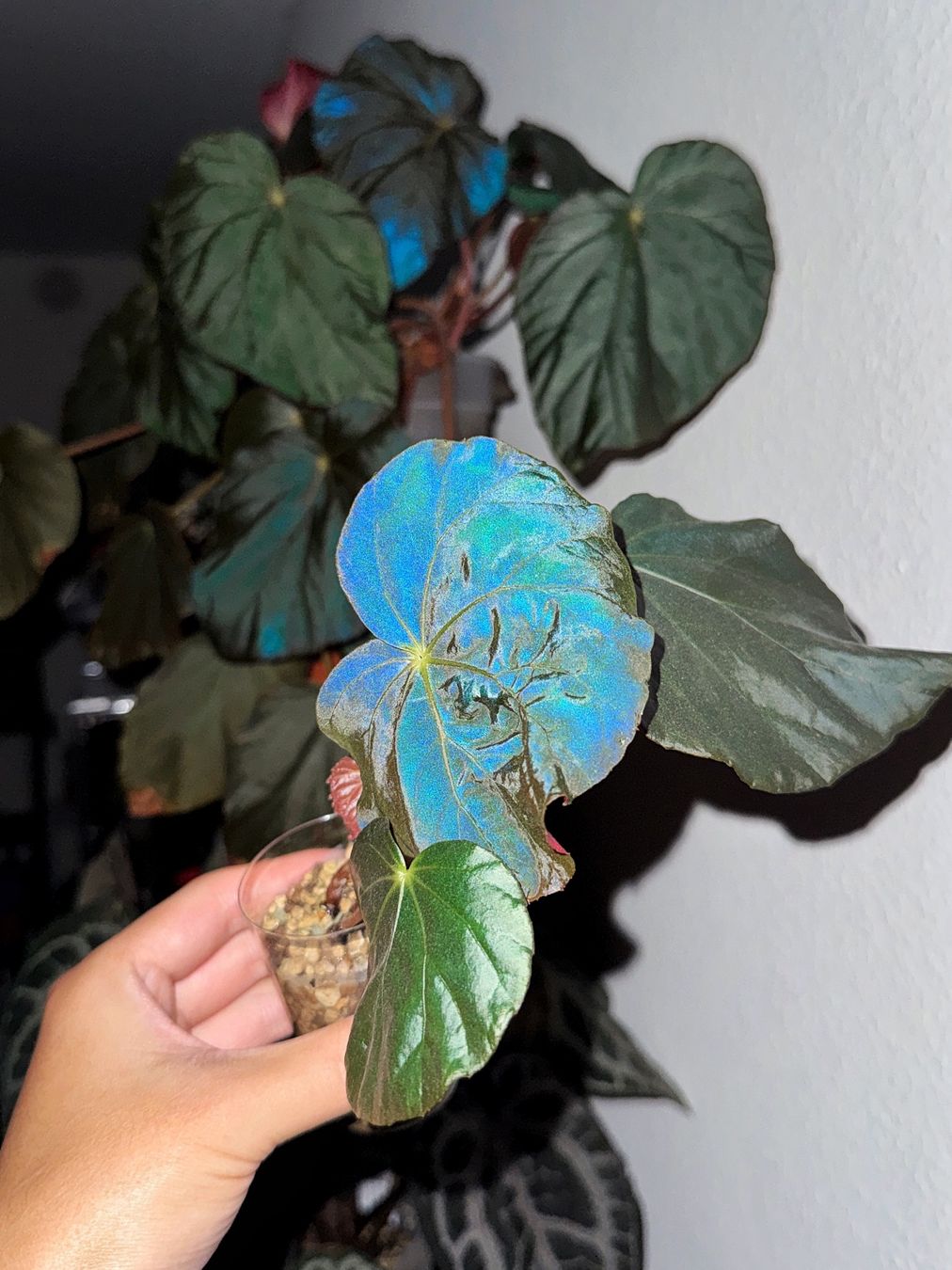Piante & sementi: Begonia Pavonina #2 – Nuovo (secondo la descrizione) da Bern venduto da plantlover_bern