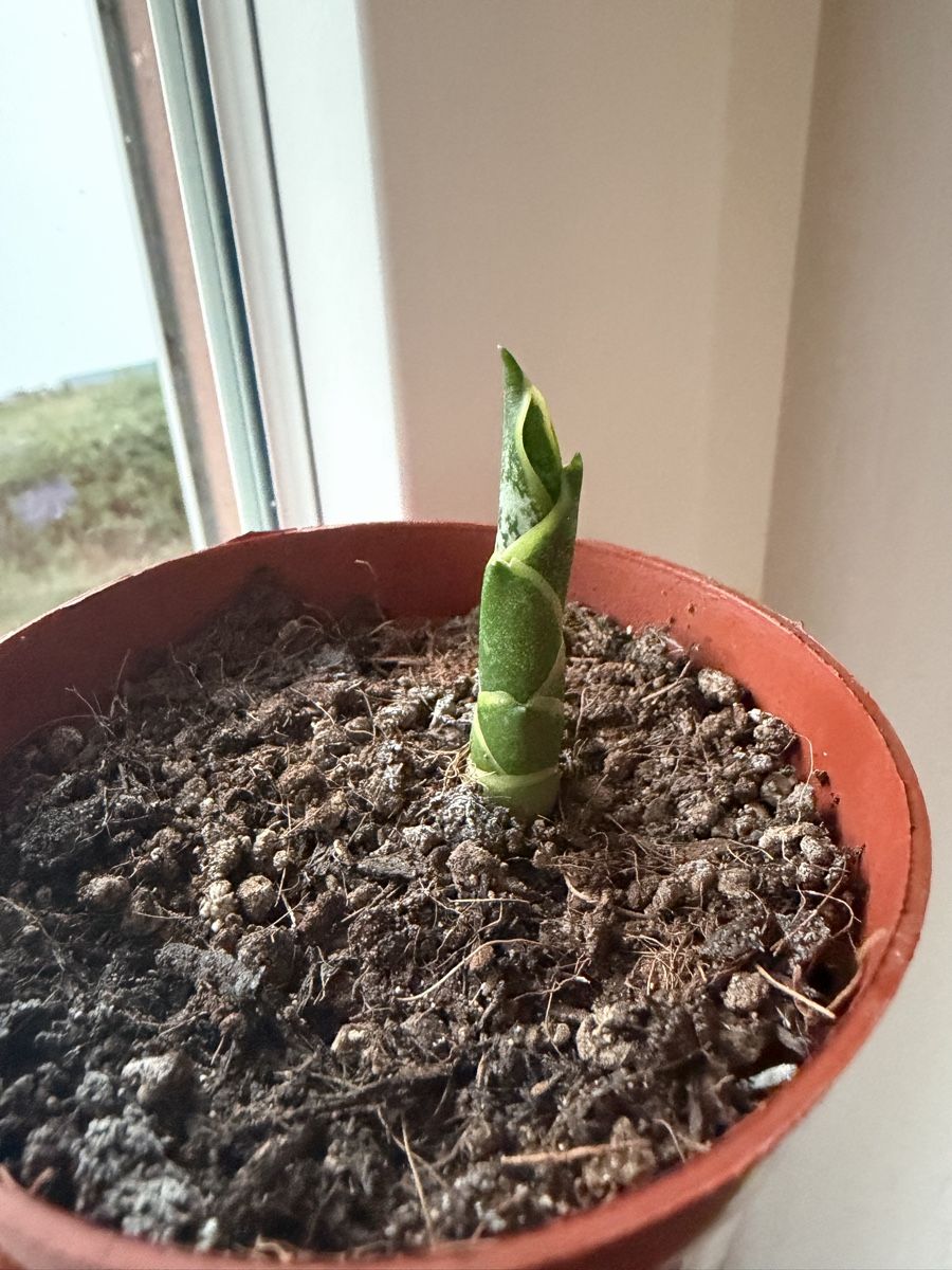 Piante & sementi: Sansevieria Ableger – Bogenhanf – Nuovo e nell'imballaggio originale da Wikon venduto da alessiadacosta7 1