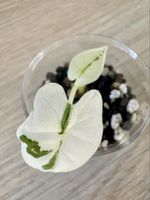 🌿 Alocasia Frydek Variegata – baby plant 🌿