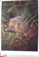 Ansichtskarte Igel im Wald