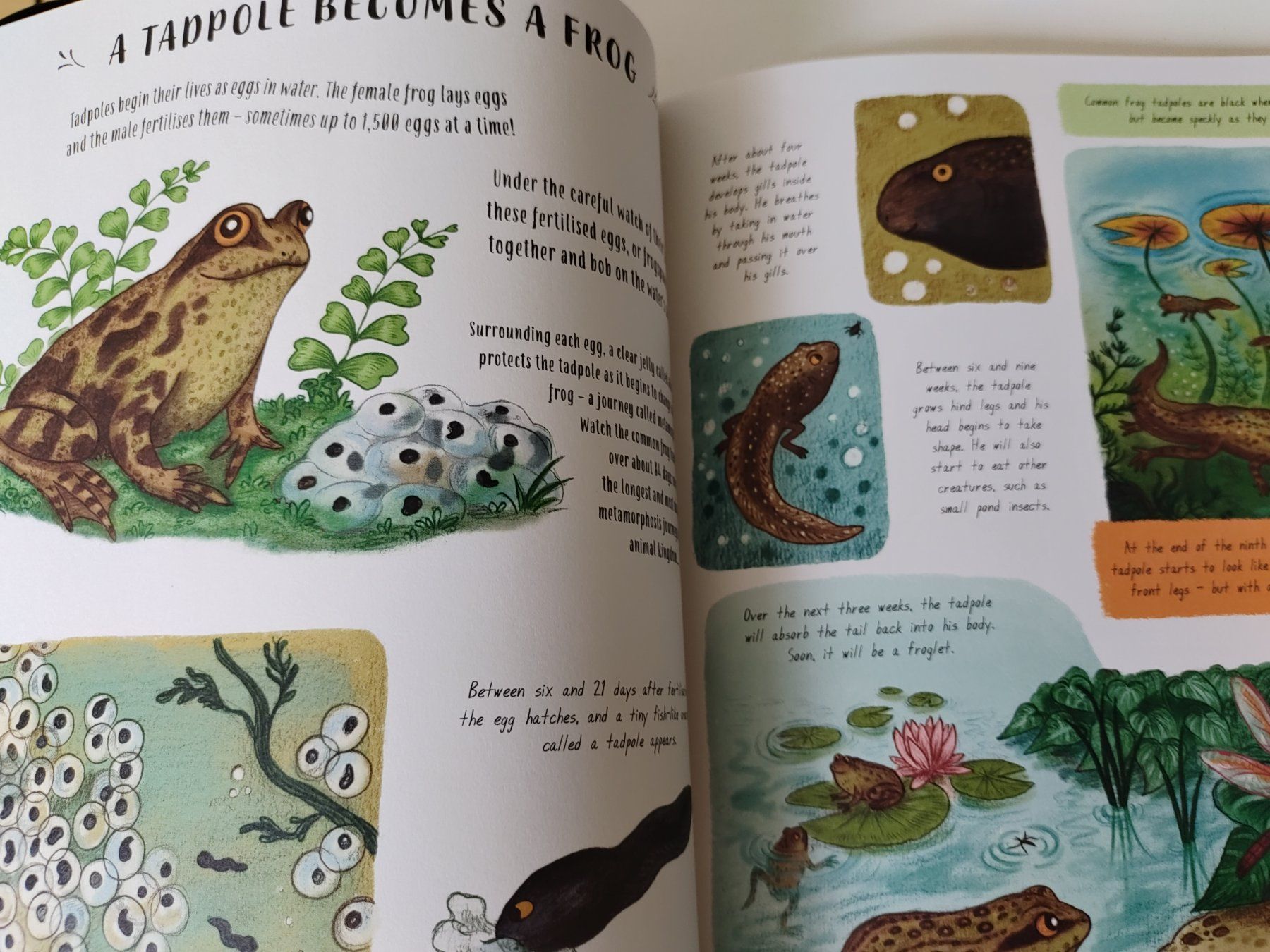 Libri: Children's Book: Slow down – Usato da Zürich venduto da Mar_Mic 4