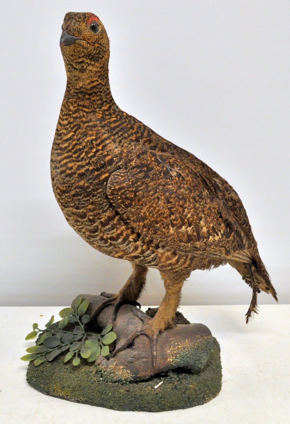 Welt der Tiere: Tétras naturalisé – Gebraucht aus Neuchâtel von Neuchatel 3