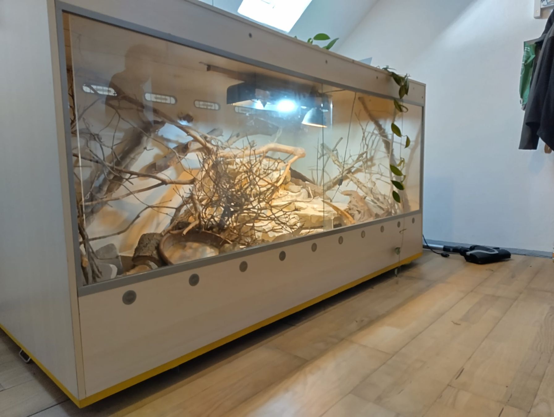 Terrario: Terrarium – Usato da wegenstetten venduto da Germaine2