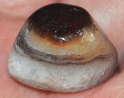 Cabochon L-5709 – Sulemani Hakik Achat Auge 36,15 Karat