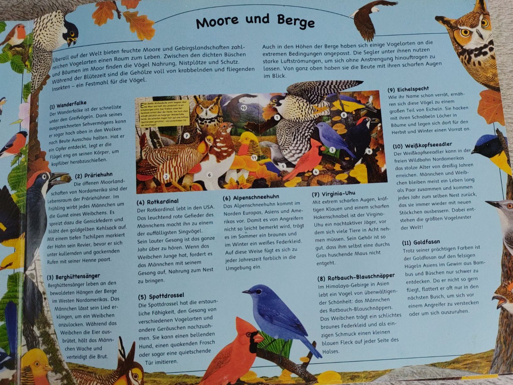 Libri: Buch Zauberklang der Vögel – Usato da Strengelbach venduto da Phorensic_30 5