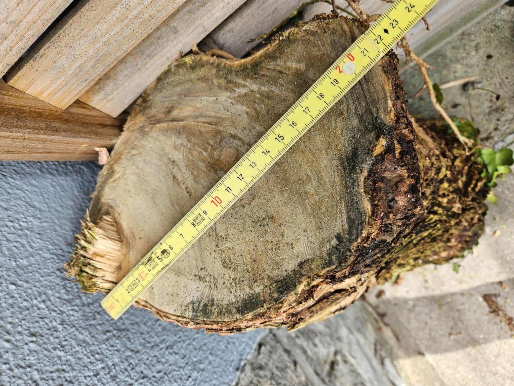 Holzartikel: Holunder Baumstamm zum Schnitzen – Gebraucht aus Hitzkirch von badules 6
