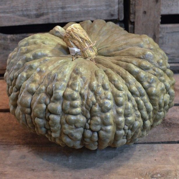 Piante & sementi: COURGE Marina di Chioggia  5g – Nuovo (secondo la descrizione) da Bremblens venduto da FIBONACCI369 2