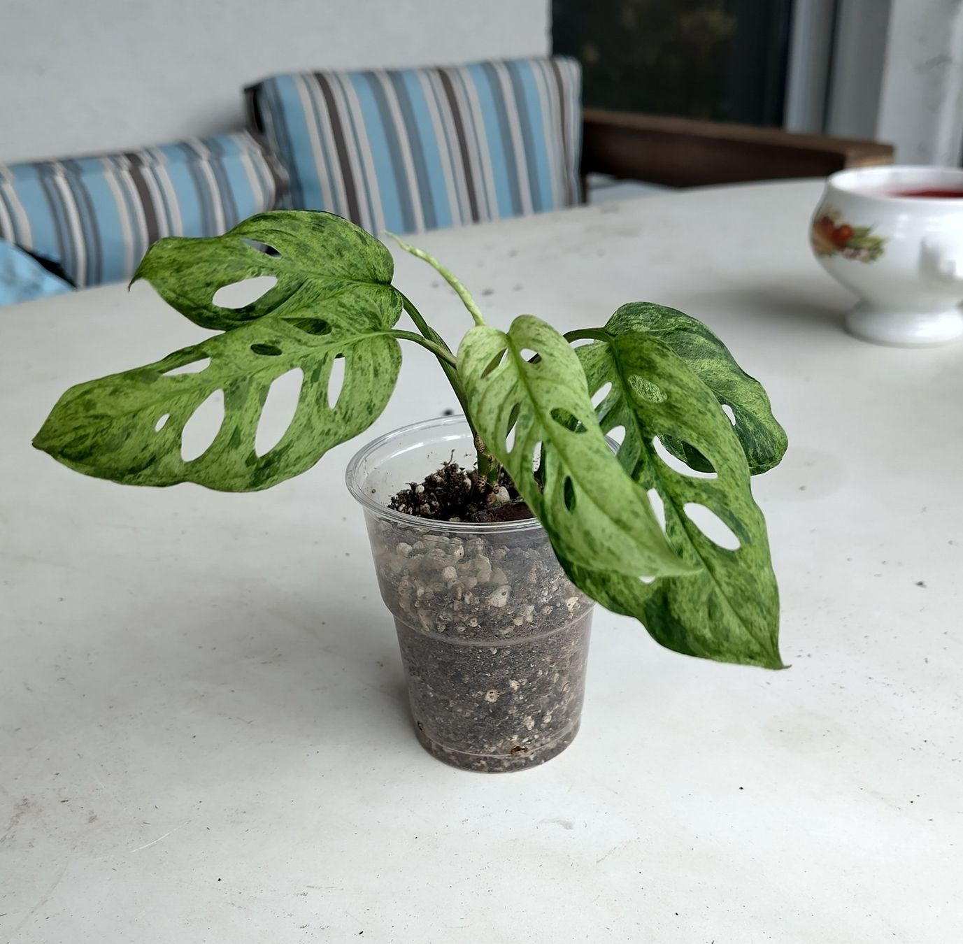 Pflanzen & Samen: Monstera adansonii "Mint" – Gebraucht aus Hinterkappelen von ale_jw55