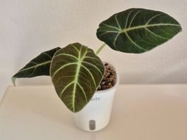 🌿 Alocasia Black Velvet #3🌿