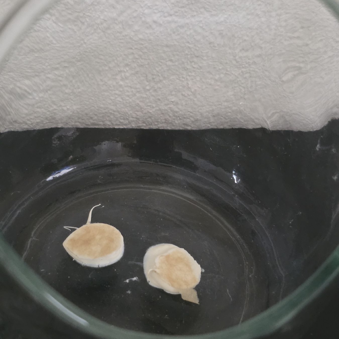 Tutte le decorazioni: Glasflasche Dekoration Dekoflasche – Usato da Rheinsulz venduto da Gilea 3