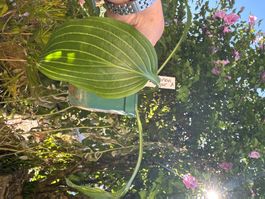 Hosta Siberian Tiger 1