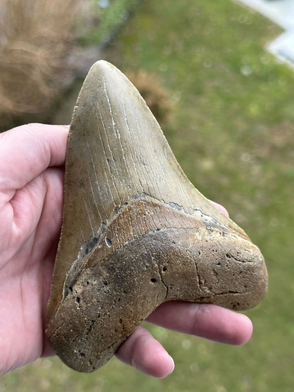 Fossilien: sehr grosser top Megalodon Zahn – Gebraucht aus schüpfen von rica122