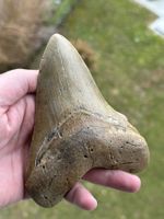 sehr grosser top Megalodon Zahn