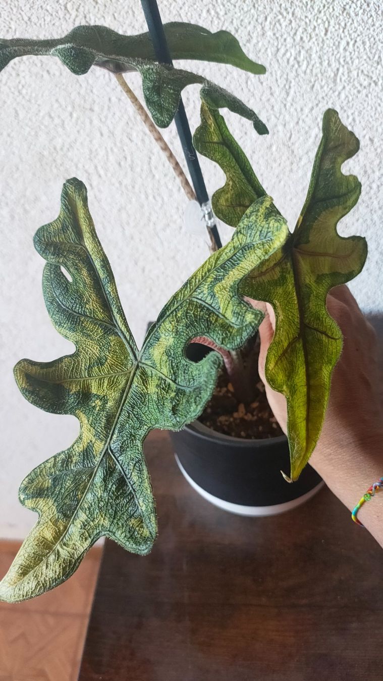 Piante & sementi: alocasia jackelin varigata bébé – Nuovo e nell'imballaggio originale da St-Aubin-Sauges venduto da may_2yrv 1