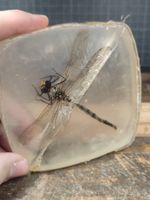Wunderschöne alte Libelle in Akrylglas  leider mit Riss
