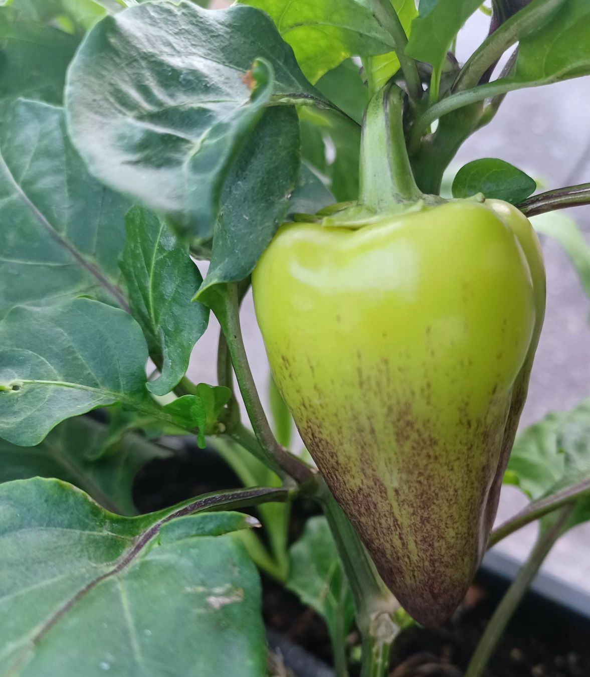 Piante & sementi: Samen Paprika Violett Sparkle 10Stk. – Usato da Schwaderloch venduto da bademeister79 1