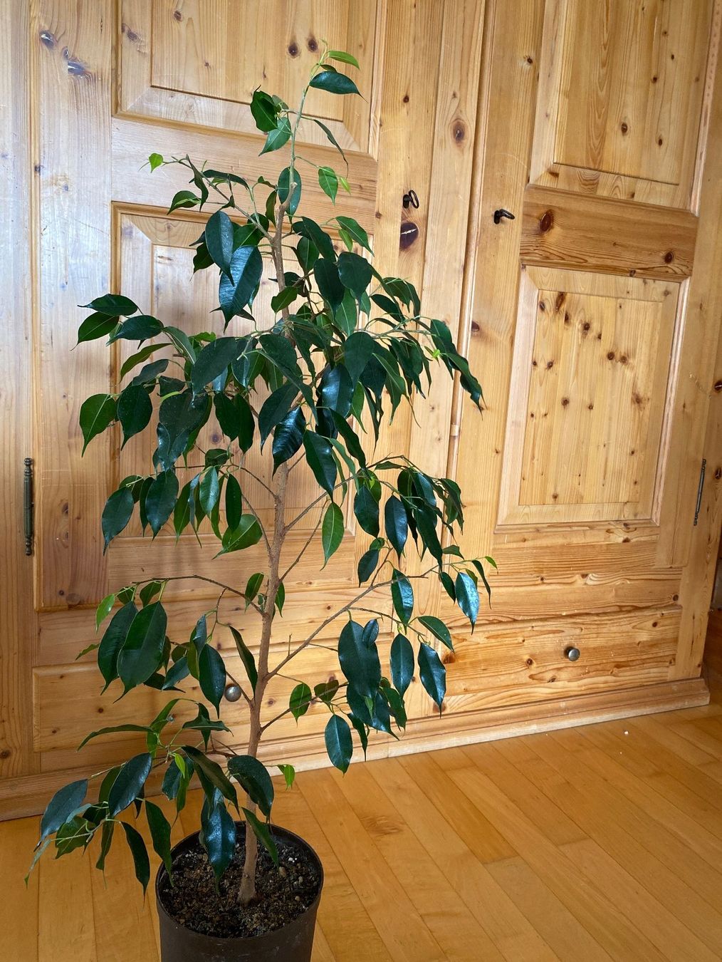 Piante & sementi: Ficus – Usato da Malans GR venduto da mirra1020 1