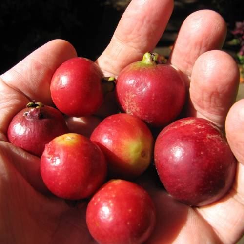 Piante & sementi: Goyavier fraise  PLANT 15-20cm – Nuovo (secondo la descrizione) da Bremblens venduto da FIBONACCI369 1
