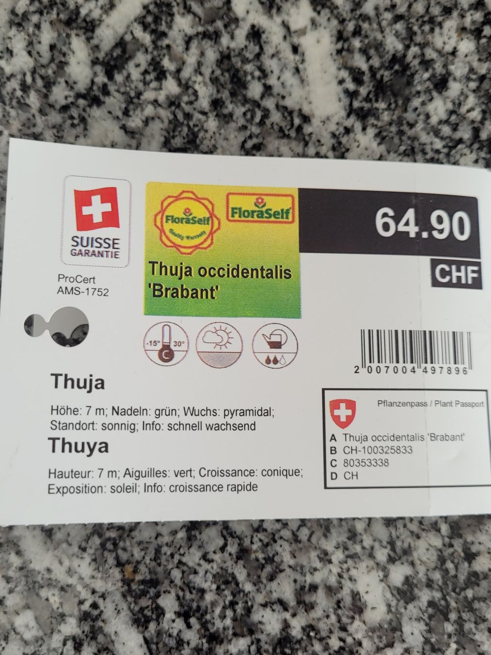 Plantes & graines: Thuja Trabant ca 1meter 30 – D'occasion à Zürich par Engel620 3