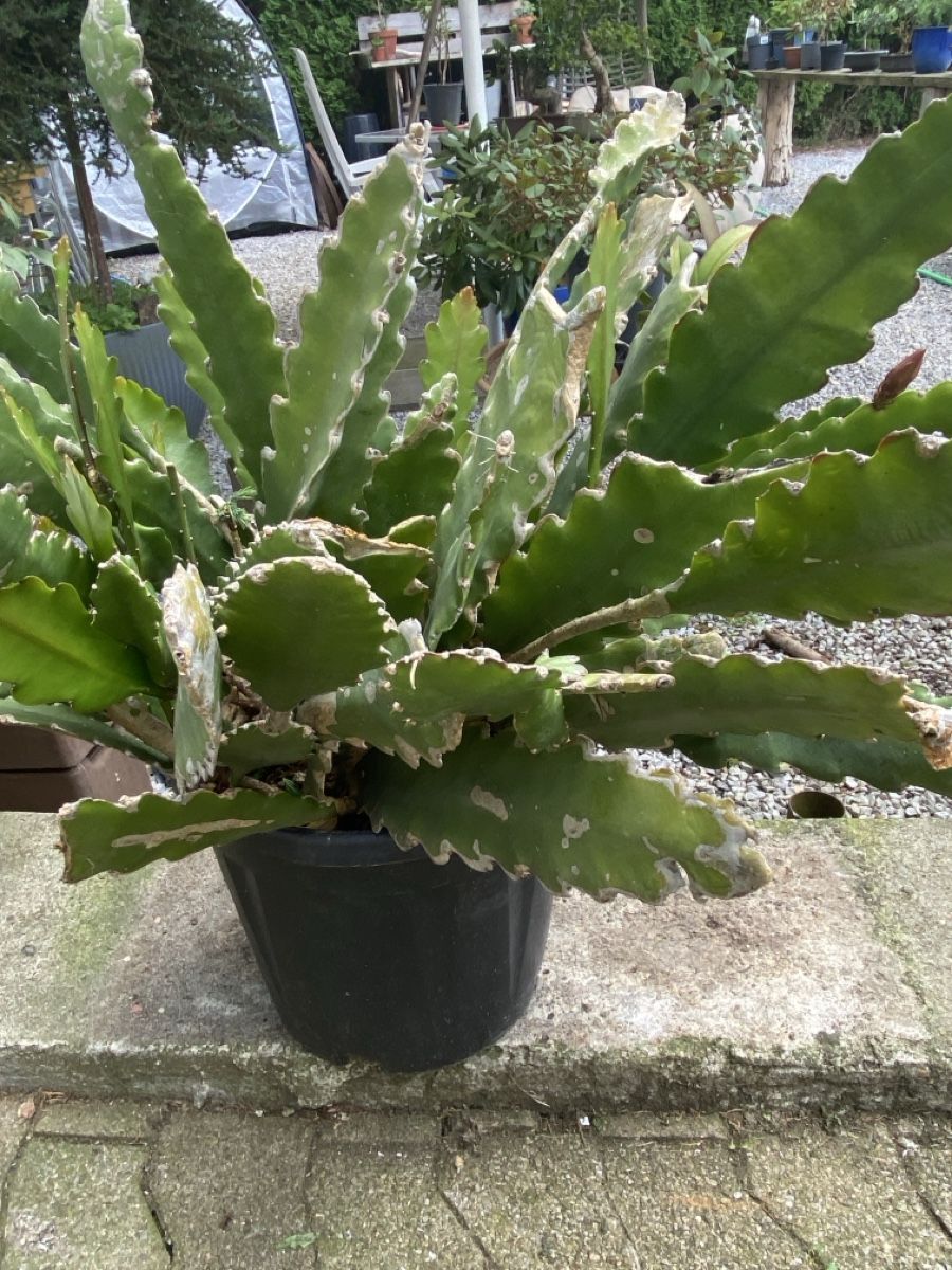 Pflanzen & Samen: Garten – Gebraucht aus Krummenau von Schmudel 1