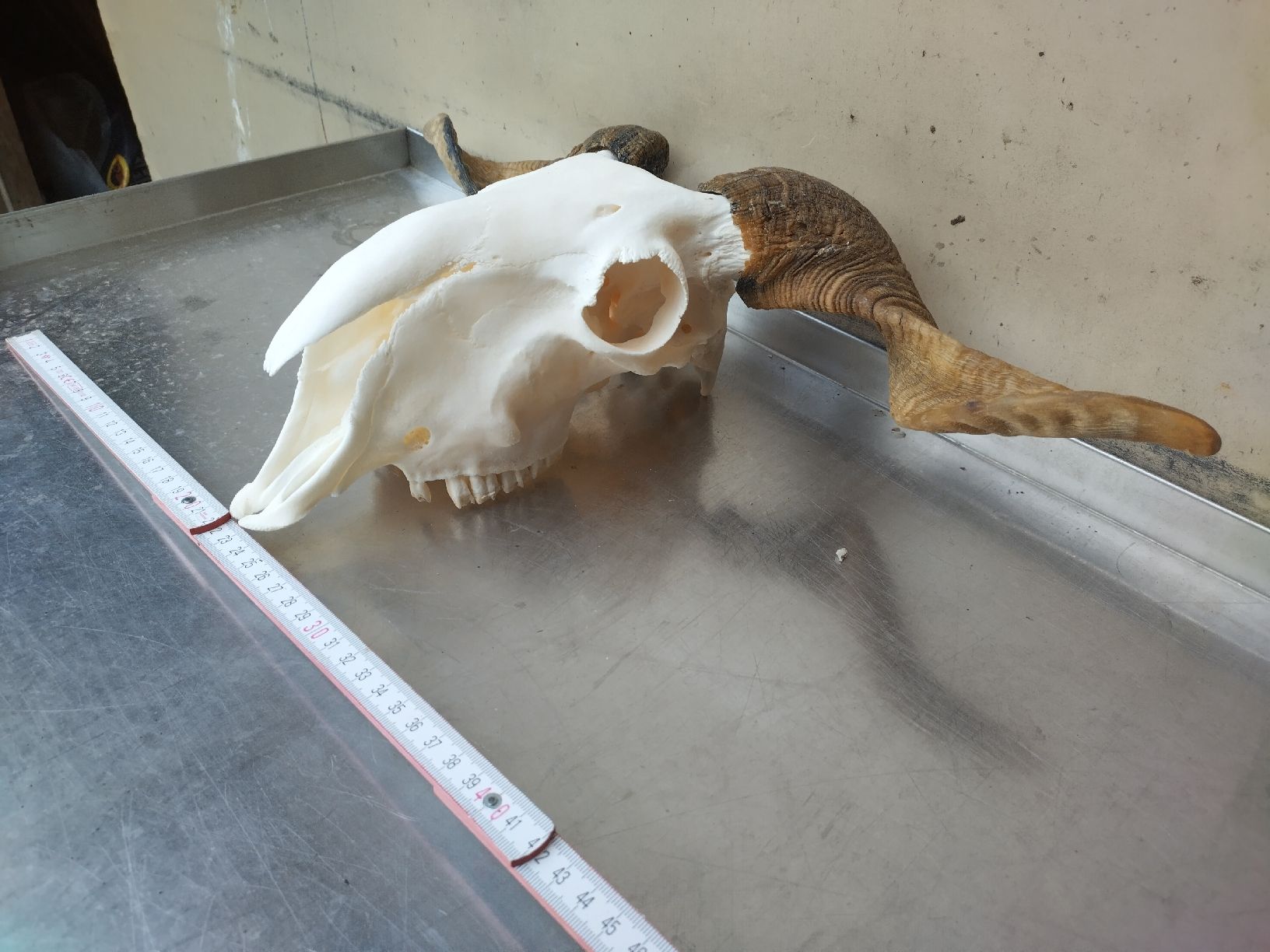 Il mondo degli animali: schöner Schafschädel – Usato da Wettingen venduto da Bwalti 1