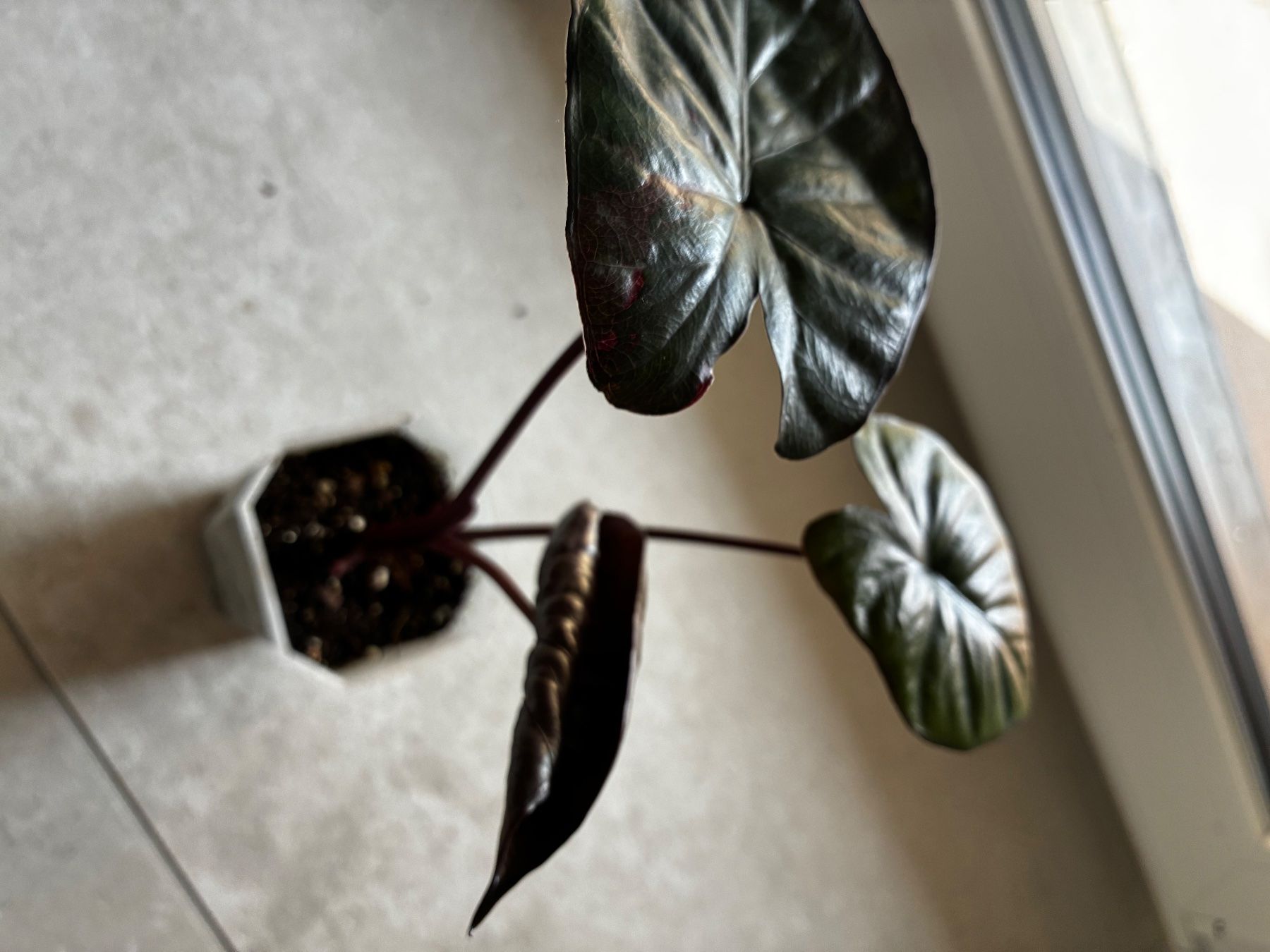 Piante & sementi: Alocasia Serendipity pink – Nuovo (secondo la descrizione) da Alchenflüh venduto da Timmmsen 1