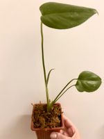 Monstera deliciosa 🌱