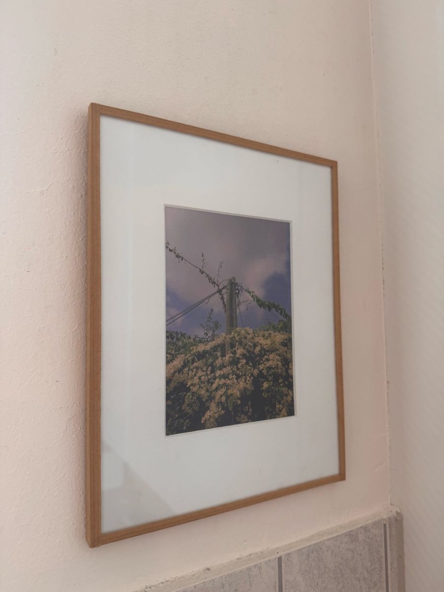 Foto & Immagini: Kleines Naturbild  – Usato da Zürich venduto da Peban1