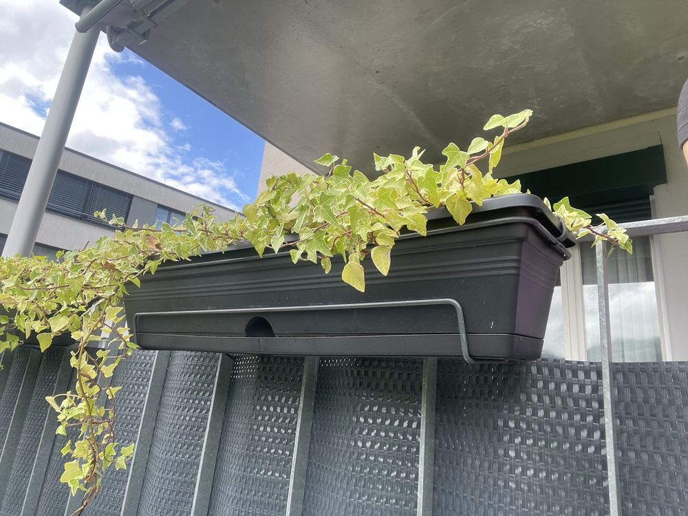 3 Stcke Blumen- & Balkonksten mit Efeu (Gebraucht) in Zrich fr CHF 15   nur Abholung auf Ricardo kaufen