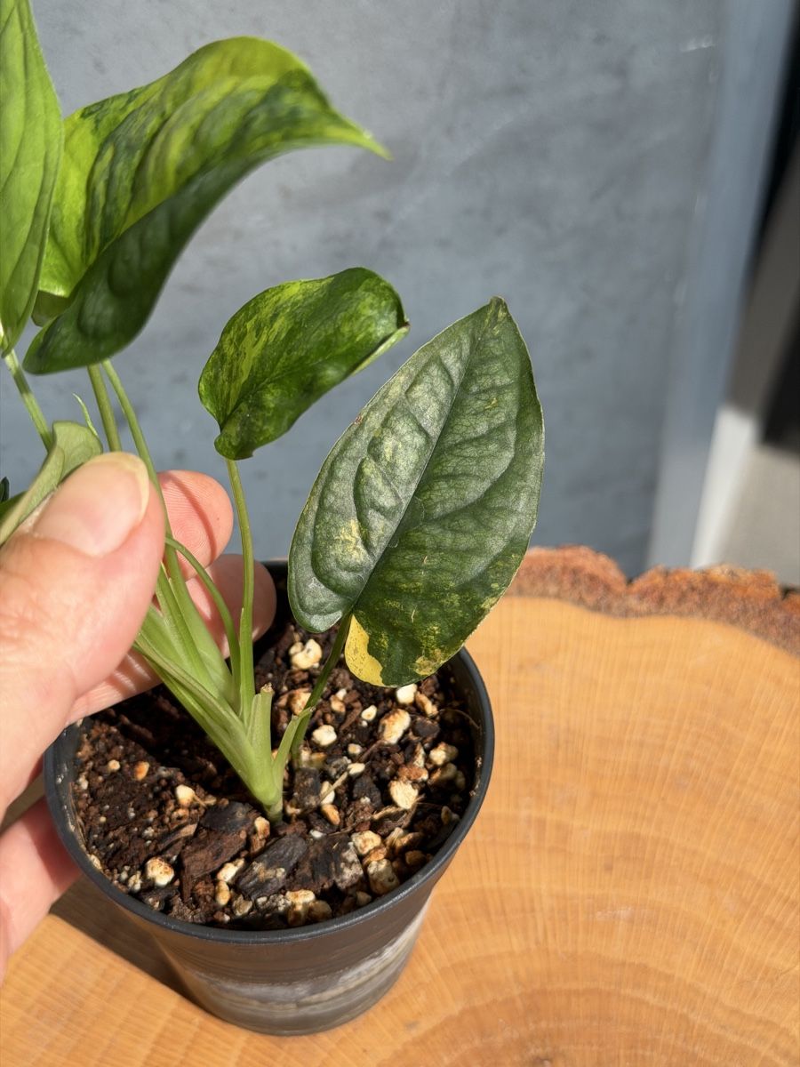 Pflanzen & Samen: Monstera Siltepecana Aurea – Neu (gemäss Beschreibung) aus Buchrain von Stetoscop 1