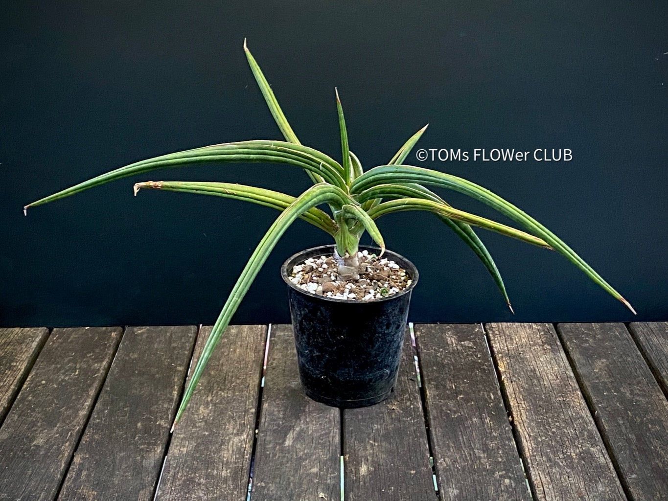 Sansevieria Downsii - afrikanische Raritt aus Mosambik (Neu und  originalverpackt) in Adliswil fr CHF 48  mit Lieferung auf Ricardo kaufen