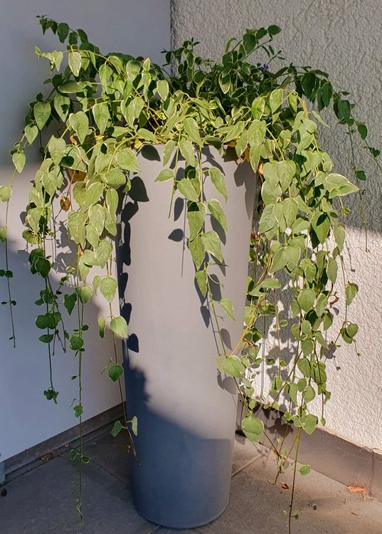 Plantes & graines: Pflanze Bodendecker Variengata immer grün Garten – Neuf (Voir description) à Stansstad par InStyle8 2