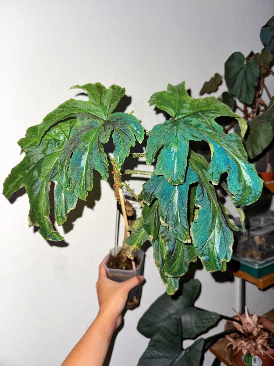 Piante & sementi: Begonia Leathermaniae – Nuovo (secondo la descrizione) da Bern venduto da Lucas_Ma
