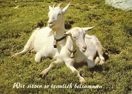 Cartes postales: ZIEGEN Wir sitzen so traulich beisammen ... – Neuf (Voir description) à Jona par philajona