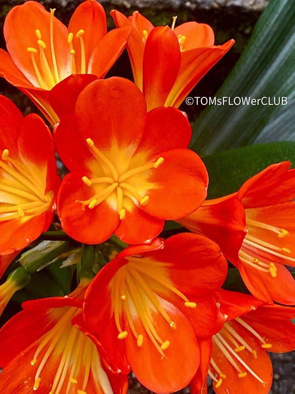 Piante & sementi: Clivia Miniata - rot-orange blühend - robust ausm Garten – Nuovo e nell'imballaggio originale da Adliswil venduto da astom369