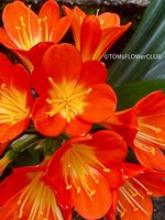 Clivia Miniata - rot-orange blühend - robust ausm Garten