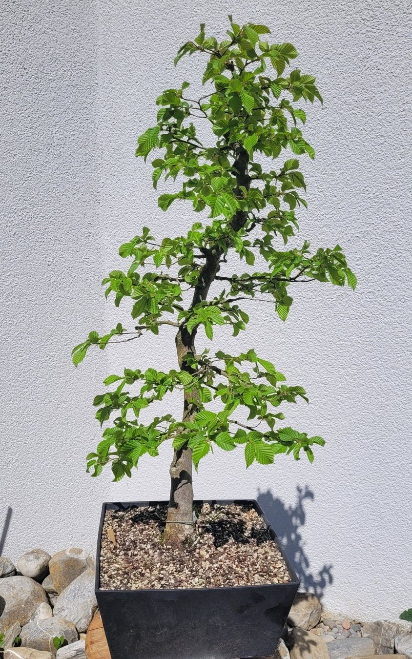 Piante & sementi: Hainbuche (Pre) Bonsai – Nuovo (secondo la descrizione) da Fehraltorf venduto da 100_Konzert 3