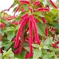 Amaranthe Queue de Renard  50g