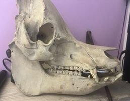 Sus Scrofa Domesticus Echter Schädel Zahn