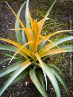 Tillandsia Capitata Maya Gold - wenn die Sonne kommt...