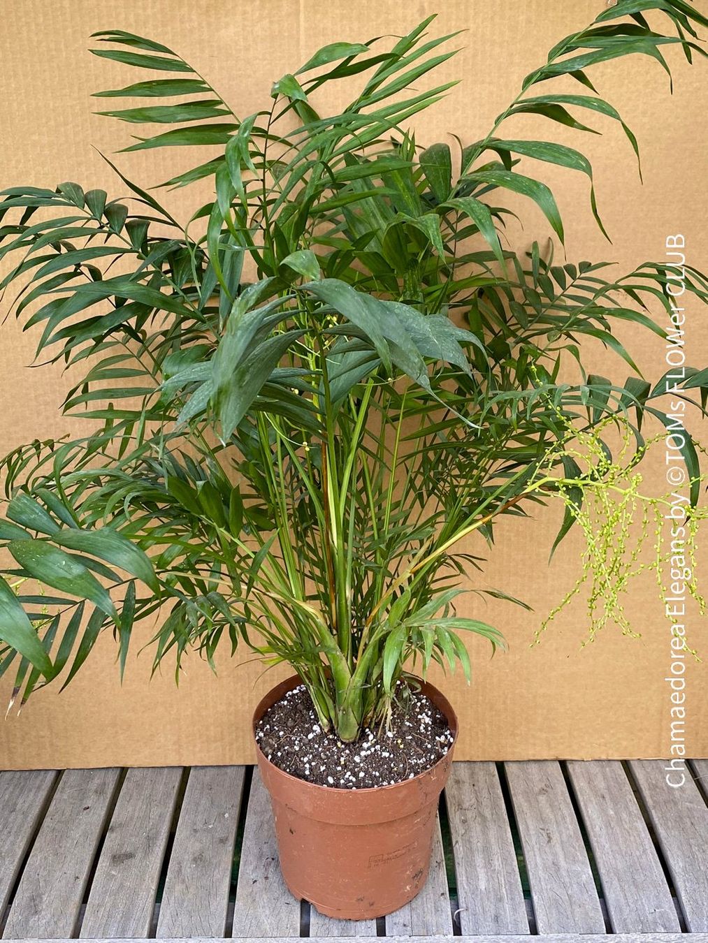 Piante & sementi: Chamaedorea Elegans - Bergpalme - bedingt winterhart – Nuovo e nell'imballaggio originale da Adliswil venduto da astom369 4