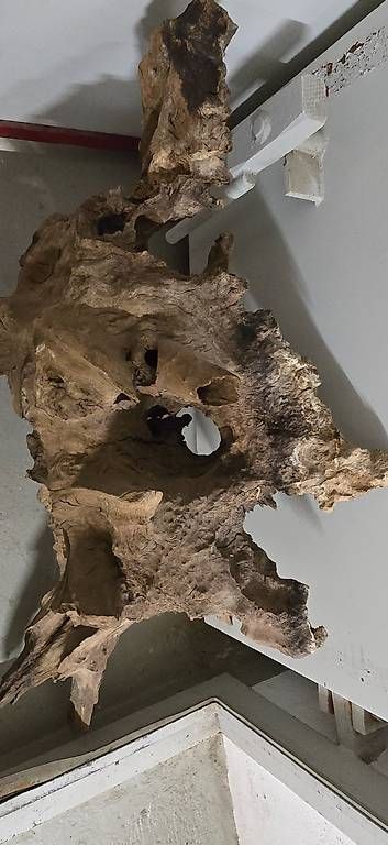 Articoli in legno: Einzigartige Savannenholz Wurzel – Usato da Horn venduto da Cyres67 3
