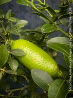 Kaviar-Limette - MicroCitrus Australasica - Perlenfrüchte fü