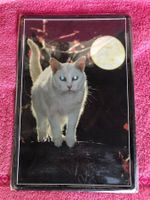 Weisse katze mond nacht vollmond