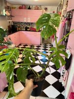 Monstera deliciosa variegata plante d’intérieur