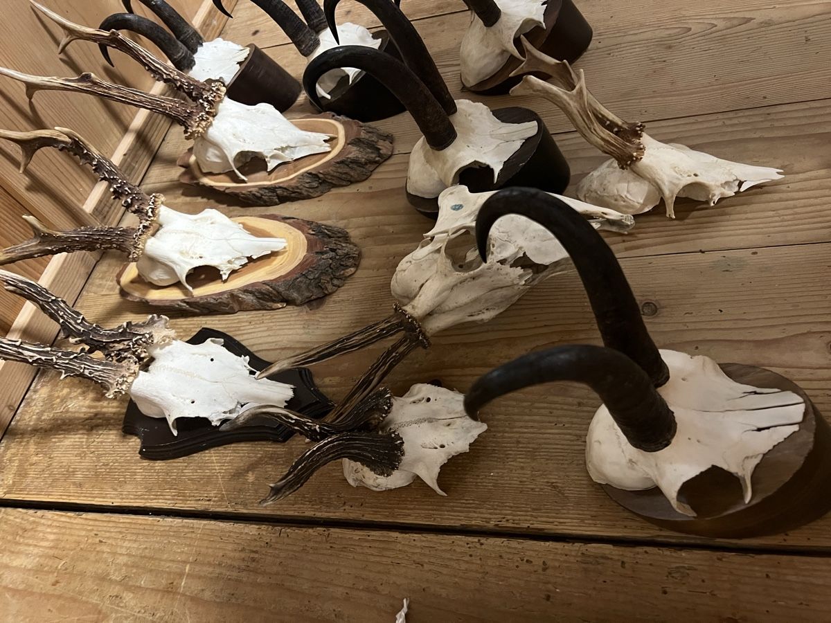 Il mondo degli animali: Trophäen-Set – Usato da Sternenberg venduto da Coocoo 4