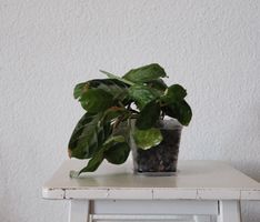 Maranta Silver Band Pflanze in Hydrokultur