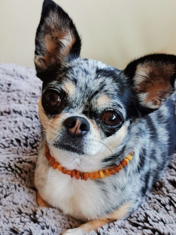 Interessante Hundekette Fake Eisenkette - Nur Für Kleine Hunde - Kunststoff 1,9m Leicht
