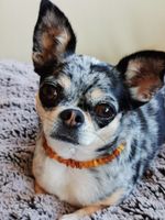 Hundekette/ Mia präsentiert  Bernsteinkette/Amber/Ambre echt