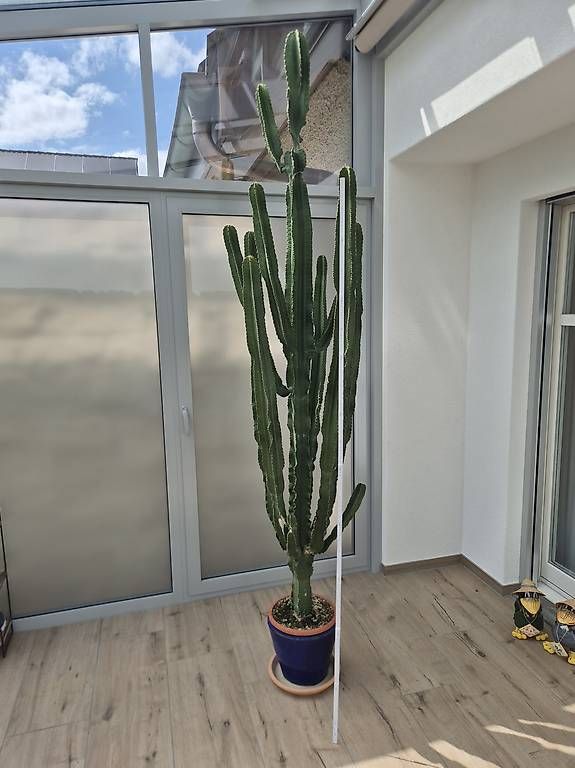 Piante & sementi: Euphorbia Kaktus Wolfsmilch 250cm – Usato da Oberrohrdorf venduto da dd_01 2